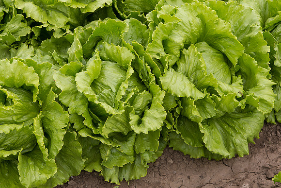 Lettuce_8143_CA_0062