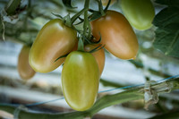 Tomatoes_15TT2160__00047