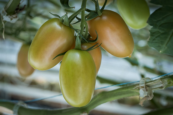 Tomatoes_15TT2160__00047