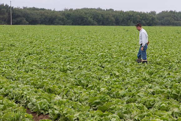 Lettuce_8143_CA_0087