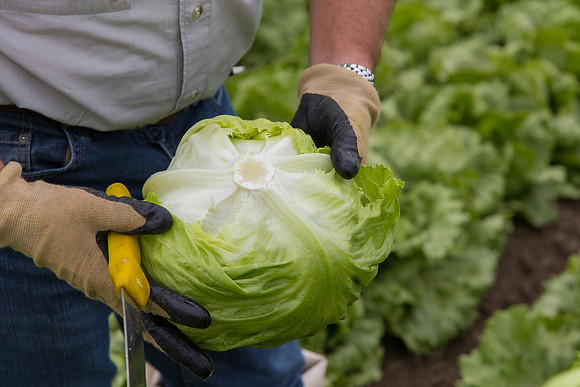 Lettuce_8143_CA_0118