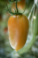 Tomatoes_15TT2160__00051