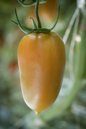 Tomatoes_15TT2160__00051