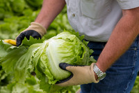 Lettuce_8143_CA_0049
