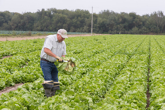Lettuce_8143_CA_0133