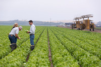 Lettuce_8143_CA_0044