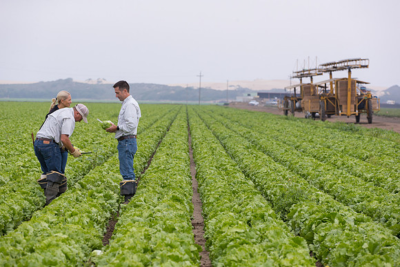 Lettuce_8143_CA_0044