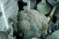 Broccoli_B1199_CA_0028
