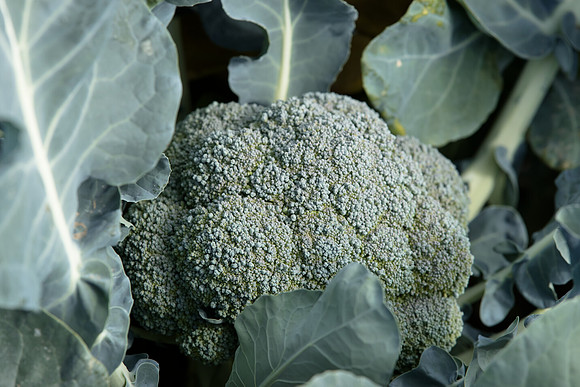 Broccoli_B1199_CA_0028