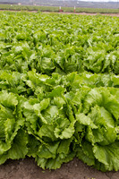 Lettuce_8143_CA_0069