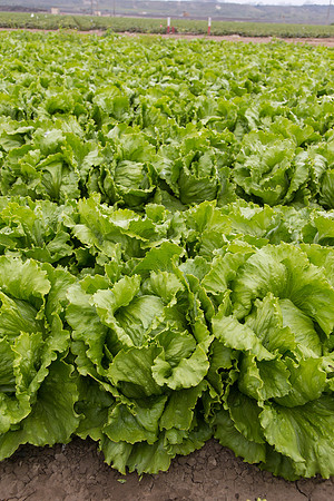 Lettuce_8143_CA_0069