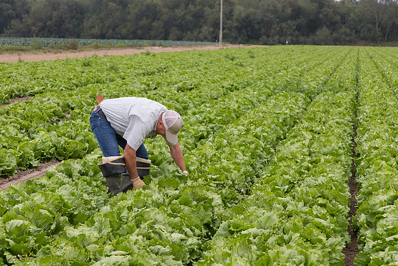 Lettuce_8143_CA_0130