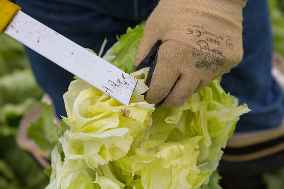 Lettuce_8143_CA_0122