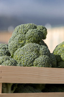 Broccoli_B1199_CA_0020