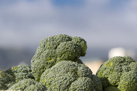 Broccoli_B1199_CA_0015
