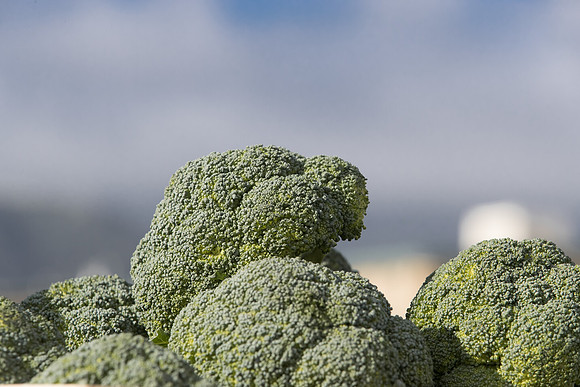 Broccoli_B1199_CA_0015