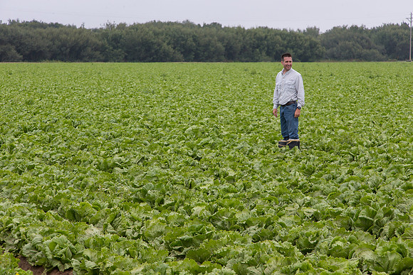 Lettuce_8143_CA_0086