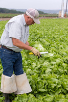 Lettuce_8143_CA_0014