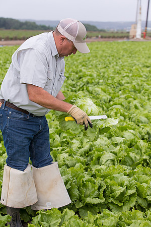Lettuce_8143_CA_0014