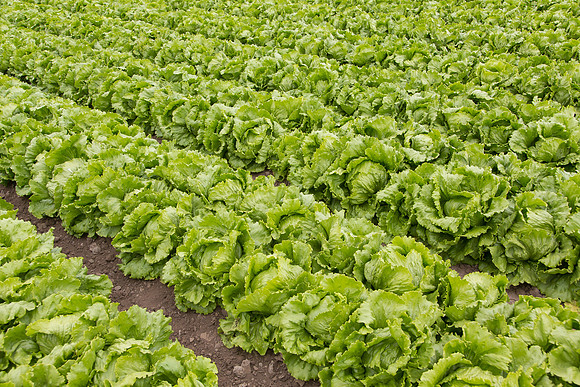 Lettuce_8143_CA_0082