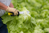 Lettuce_8143_CA_0018