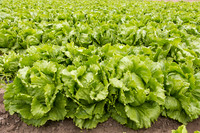 Lettuce_8143_CA_0071