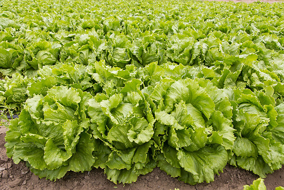Lettuce_8143_CA_0071