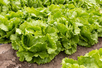 Lettuce_8143_CA_0073