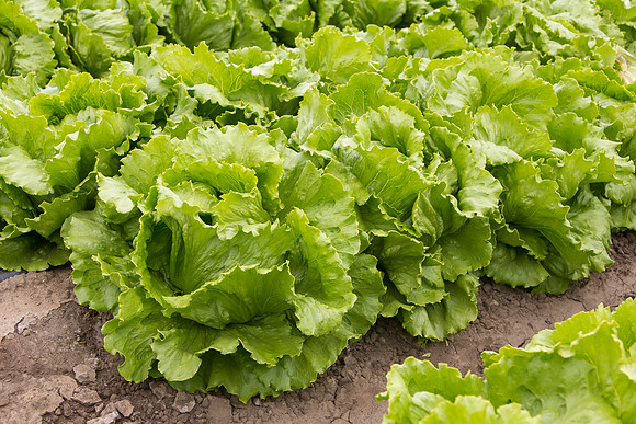 Lettuce_8143_CA_0073