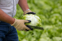 Lettuce_8143_CA_0026