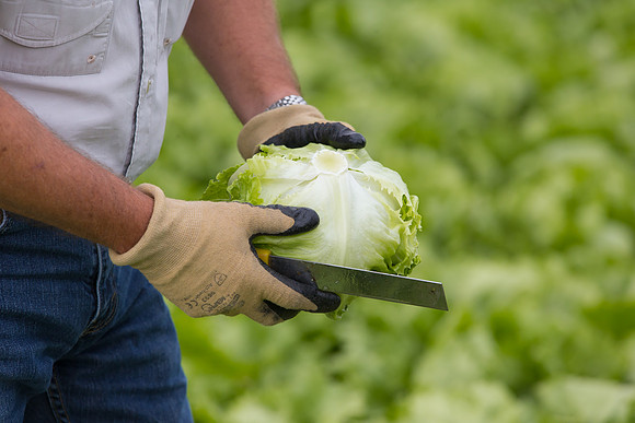Lettuce_8143_CA_0026