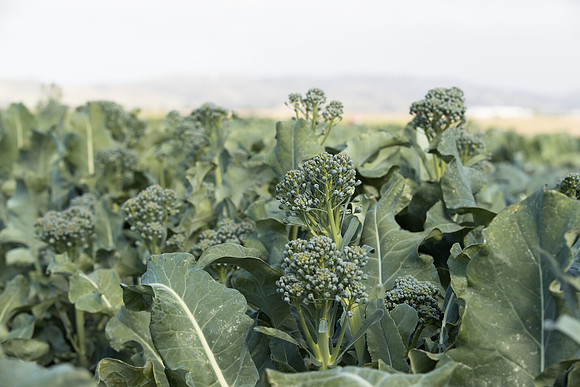 Broccoli_BC1611_CA_0026