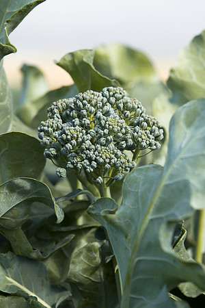 Broccoli_BC1611_CA_0021