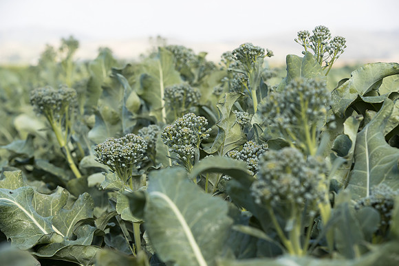 Broccoli_BC1611_CA_0033