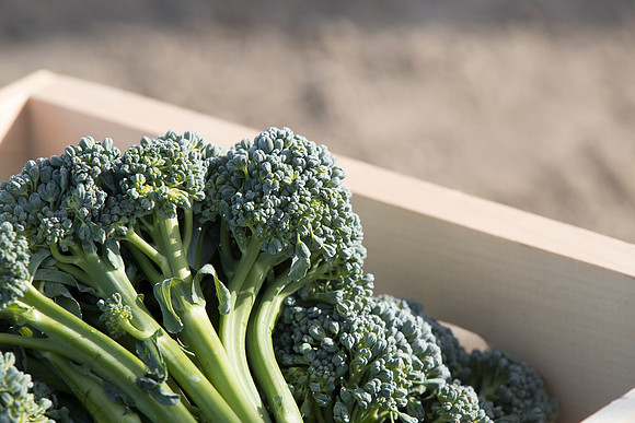 Broccoli_BC1611_CA_0006