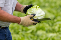 Lettuce_8143_CA_0020