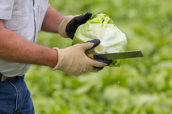 Lettuce_8143_CA_0020