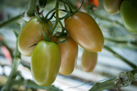 Tomatoes_15TT2160__00049