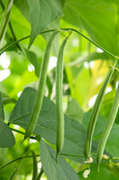 GreenBean_Alhama_MX_0073