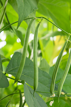 GreenBean_Alhama_MX_0073