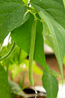 GreenBean_Alhama_MX_0008