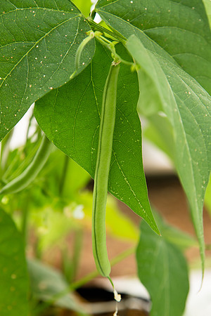 GreenBean_Alhama_MX_0008