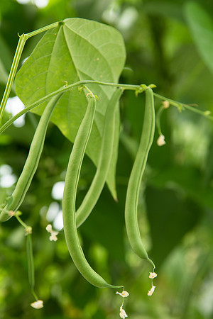 GreenBean_Alhama_MX_0007