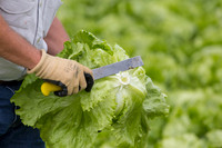 Lettuce_8143_CA_0016