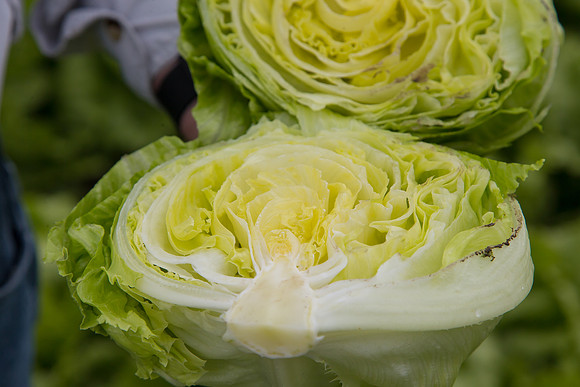 Lettuce_8143_CA_0077