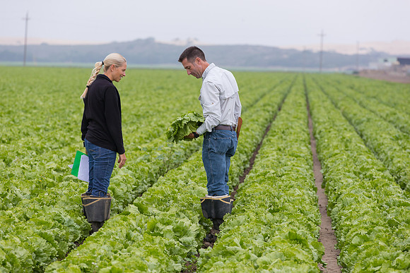 Lettuce_8143_CA_0007