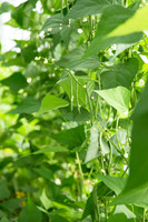 GreenBean_Alhama_MX_0035