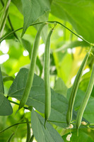 GreenBean_Alhama_MX_0074