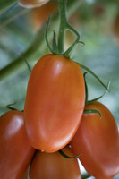 Tomatoes_15TT2160_0026