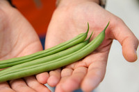 GreenBean_Alhama_MX_0150
